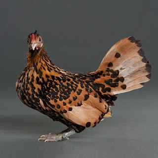 Ayam Hamburg