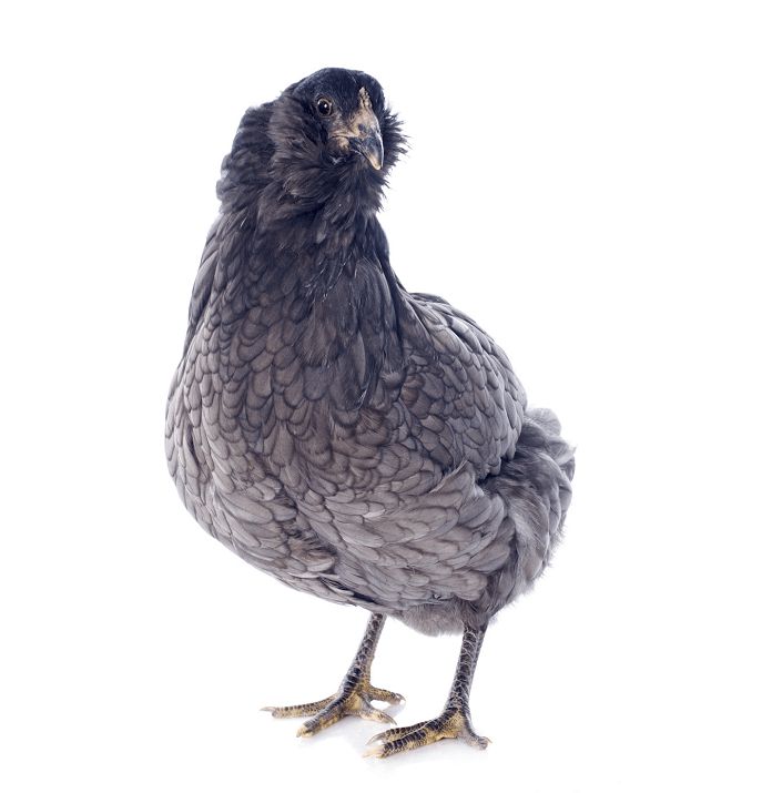 Ayam Araucana