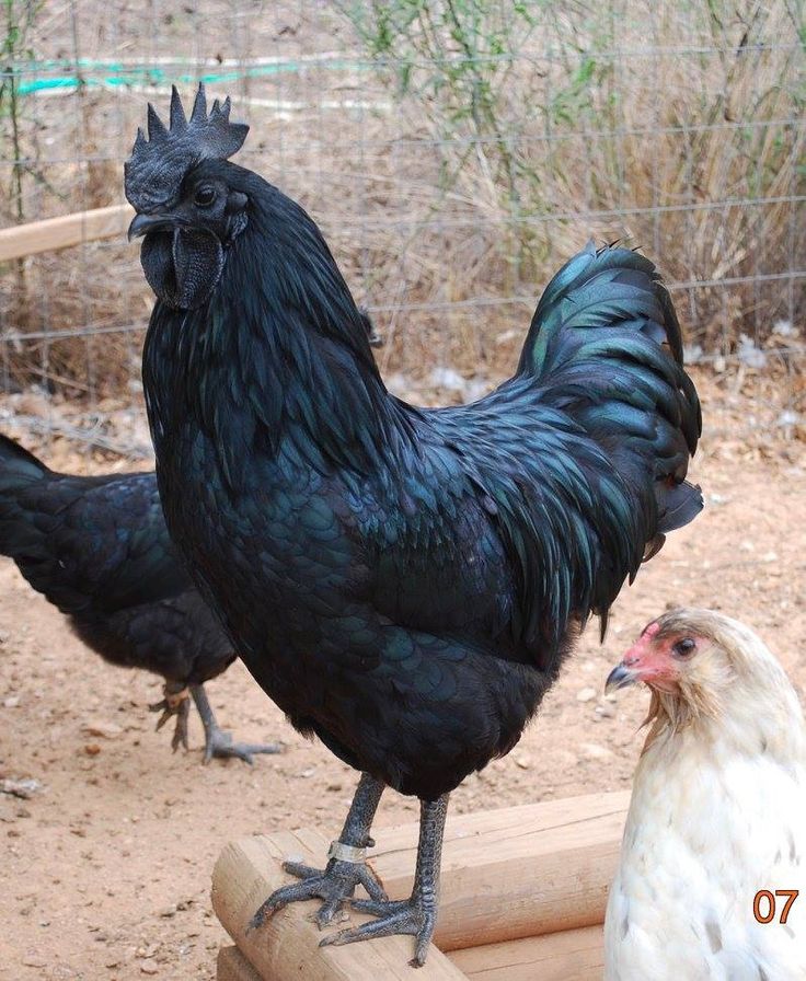 Ayam Barnevelder