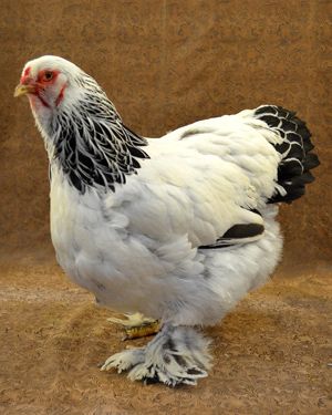 Ayam Brahma