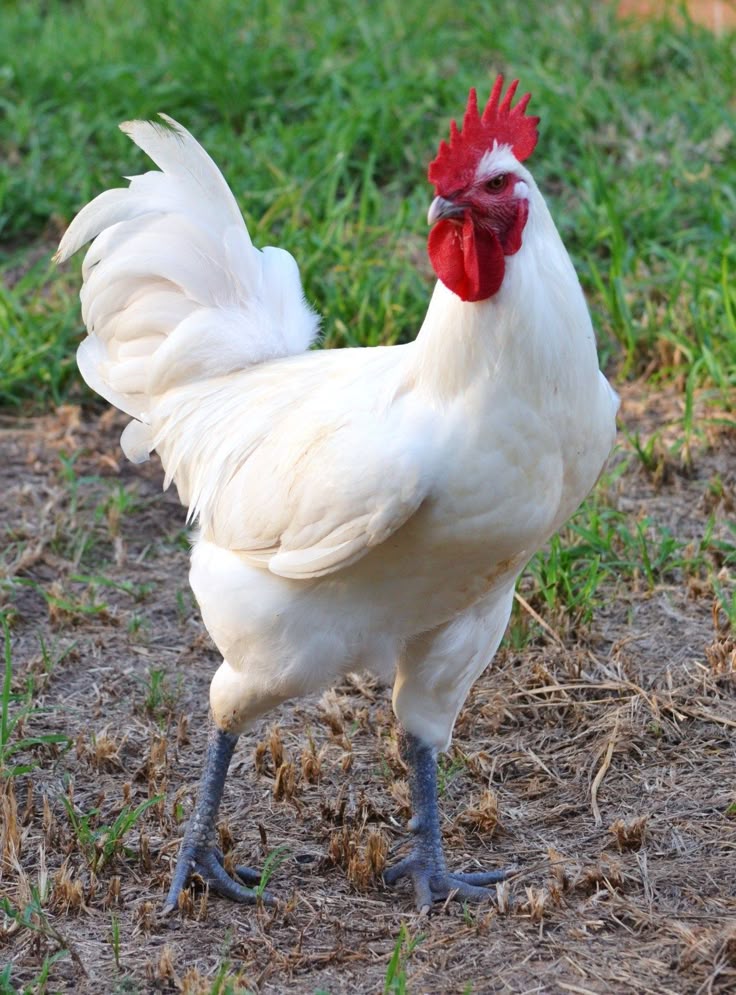 Ayam Bresse