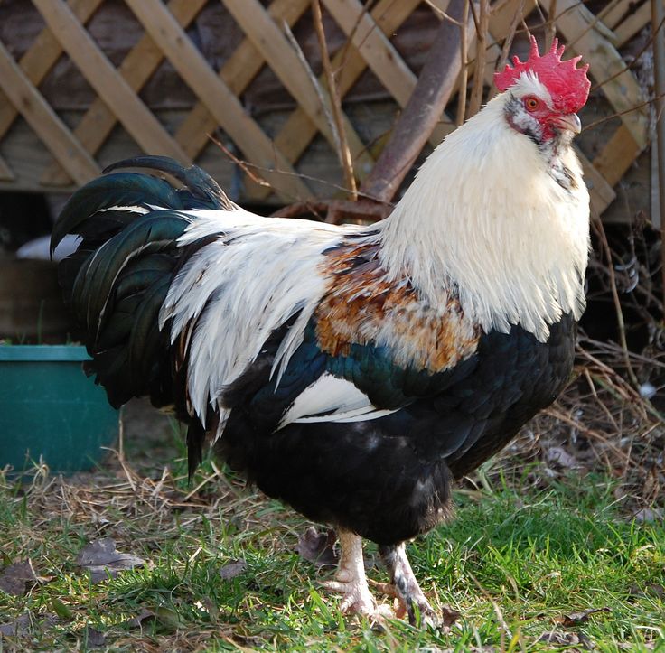 Ayam Faverolles