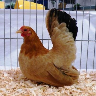 Ayam Kate Belanda
