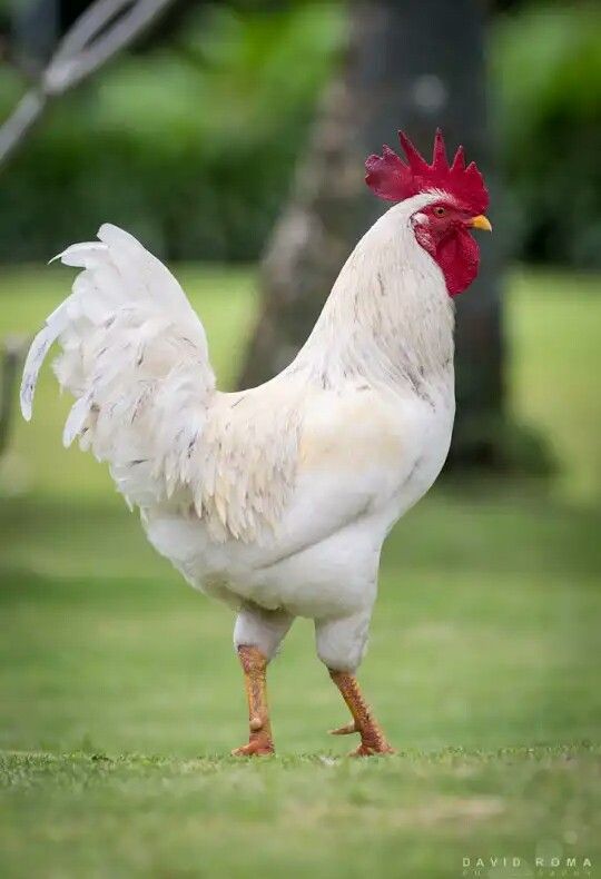 Ayam Leghorn