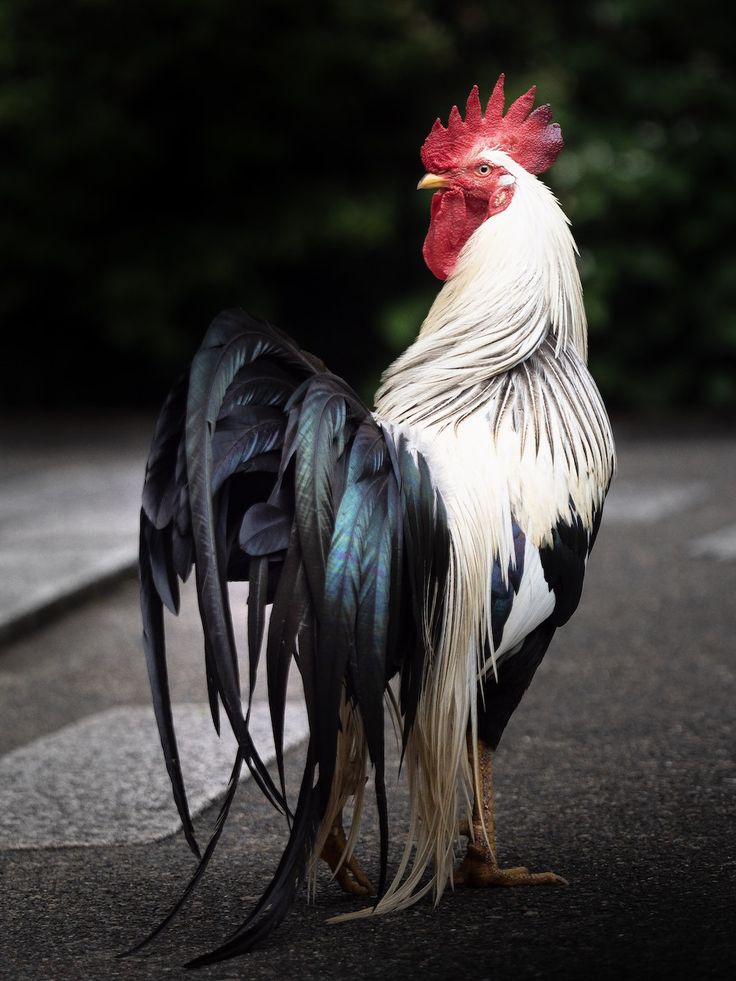 Ayam Onagadori