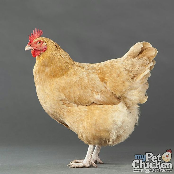 Ayam Orpington