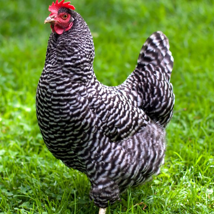 Ayam Plymouth Rock