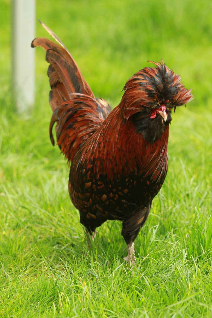 Ayam Polandia