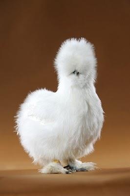 Ayam Silkie