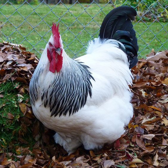 Ayam Sussex