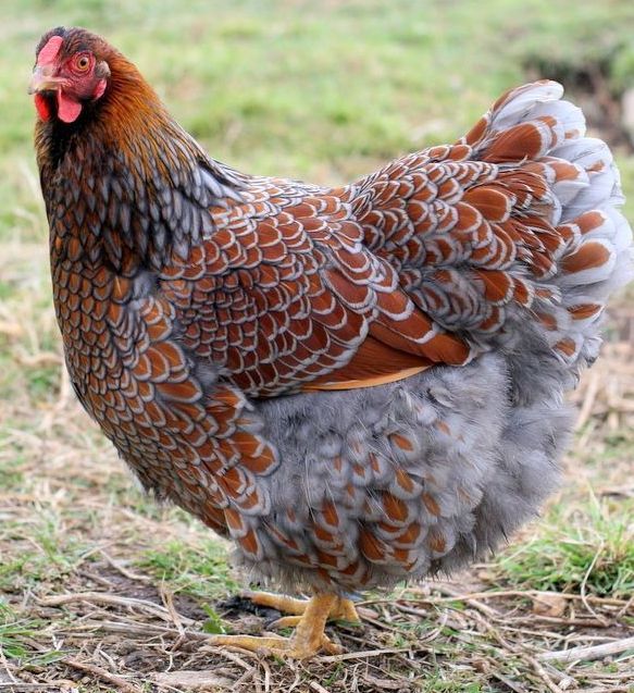 Ayam Wyandotte